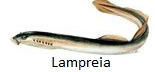 lampreia